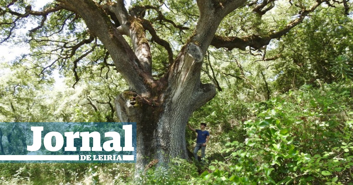 Exposição em Ourém dá a conhecer árvores nativas de Portugal